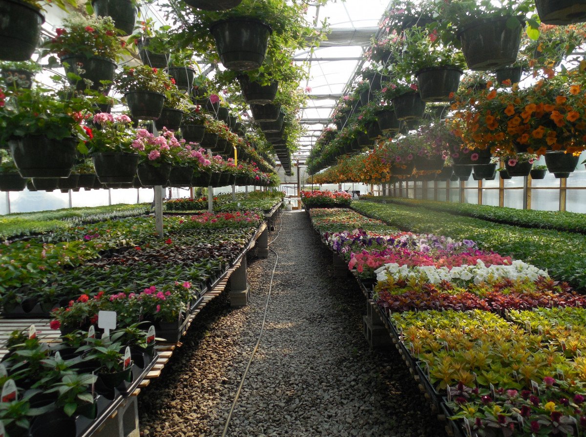 Welcome to Sunrise United Gardens