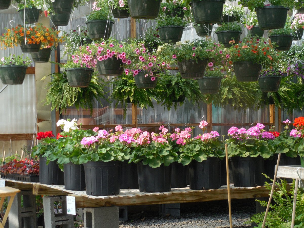 Lush Blooms